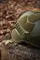 Балістичний шолом Sestan-Busch Helmet Olive L (57-60) MICH + кавер