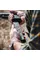 MAG-662 Магазин Magpul PMAG® 27 GL9® – GLOCK 9x19 Black